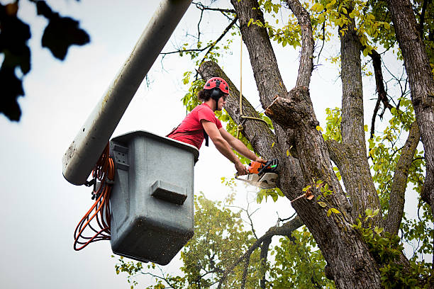 Best Affordable Tree Service  in Rochester Institute Of Technology, NY